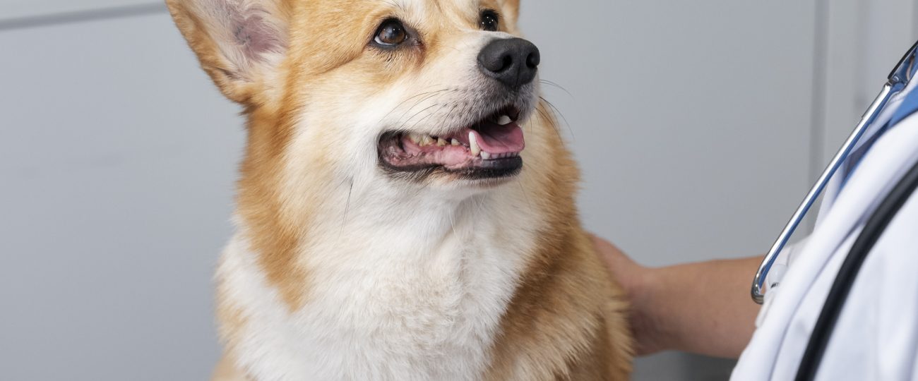 Cães e gatos também têm diabetes. Diagnóstico precoce é essencial para o melhor tratamento