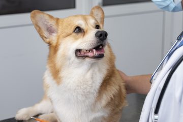 Cães e gatos também têm diabetes. Diagnóstico precoce é essencial para o melhor tratamento