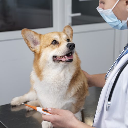 Cães e gatos também têm diabetes. Diagnóstico precoce é essencial para o melhor tratamento