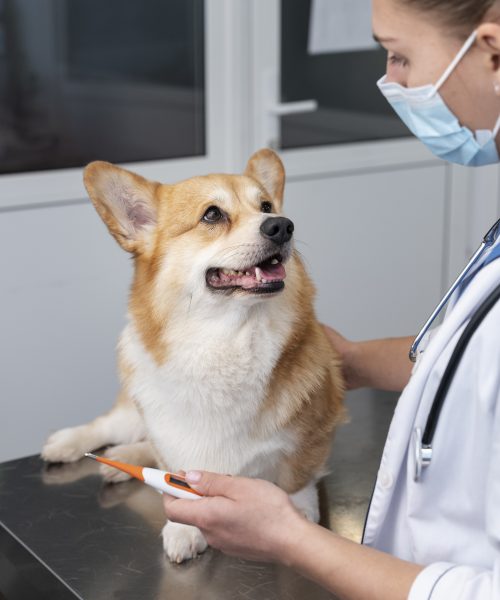 Cães e gatos também têm diabetes. Diagnóstico precoce é essencial para o melhor tratamento