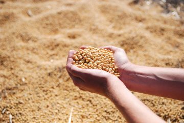 Tratamento de sementes contribui para proteção dos cultivos e aumento da produtividade em meio aos desafios climáticos