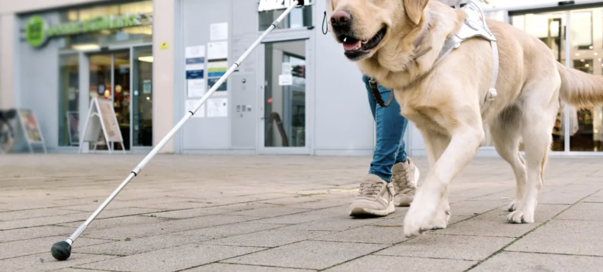 Dia do Cão-Guia: rotina de alta performance exige cuidados veterinários especiais