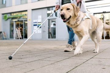 Dia do Cão-Guia: rotina de alta performance exige cuidados veterinários especiais