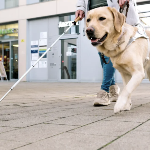 Dia do Cão-Guia: rotina de alta performance exige cuidados veterinários especiais