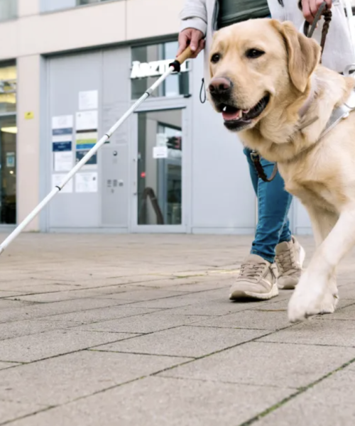 Dia do Cão-Guia: rotina de alta performance exige cuidados veterinários especiais