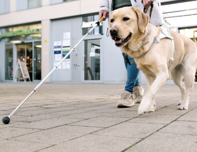 Dia do Cão-Guia: rotina de alta performance exige cuidados veterinários especiais