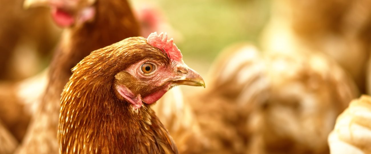 Nutrição equilibrada garante produtividade e longevidade das aves de postura