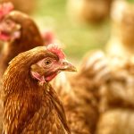 Nutrição equilibrada garante produtividade e longevidade das aves de postura