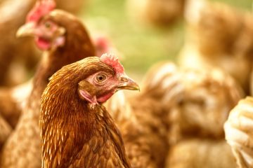 Nutrição equilibrada garante produtividade e longevidade das aves de postura