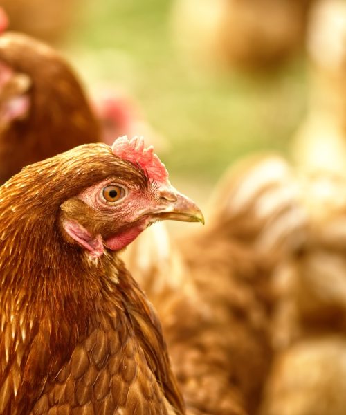 Nutrição equilibrada garante produtividade e longevidade das aves de postura