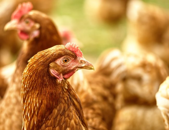 Nutrição equilibrada garante produtividade e longevidade das aves de postura