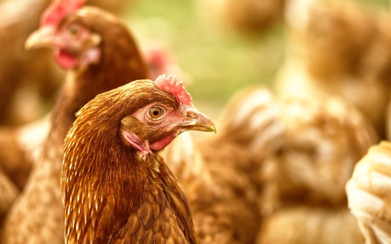 Nutrição equilibrada garante produtividade e longevidade das aves de postura